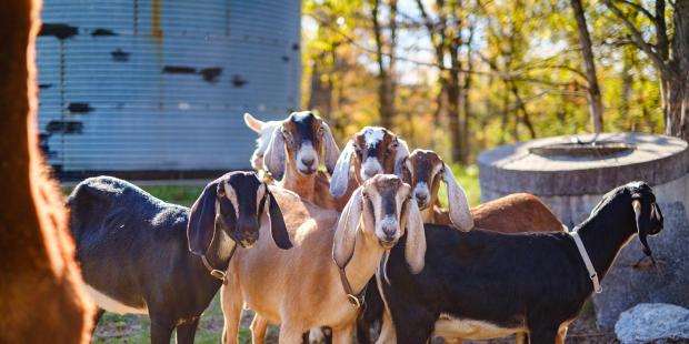 Farm Experiences