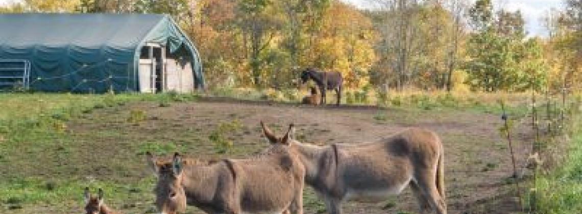 Getting Donkey Snuggles at Berry Homestead Farm