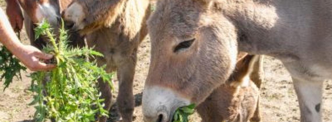 Getting Donkey Snuggles at Berry Homestead Farm