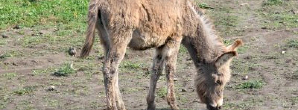 Getting Donkey Snuggles at Berry Homestead Farm