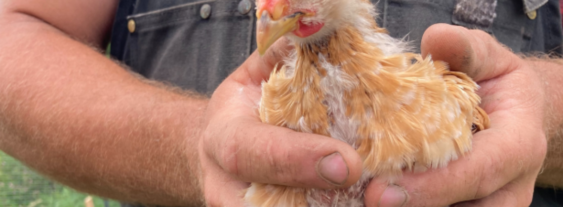 A Visit to Berry Homestead Farms 